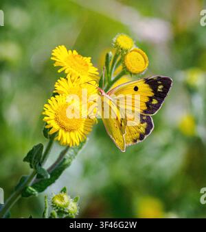 Papillon mâle Colias hyale en vol après s'être nourri de fléau commun - Somerset UK Banque D'Images