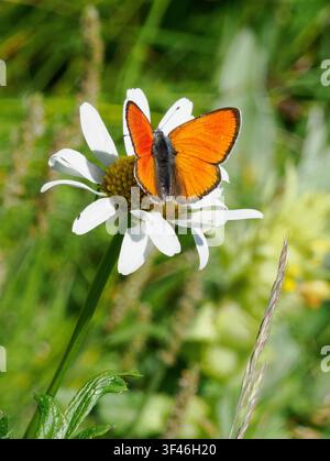 Papillon mâle Lycaena virgaureae se nourrissant d'une fleur de marguerite dans les Alpes piémontaises italiennes Banque D'Images