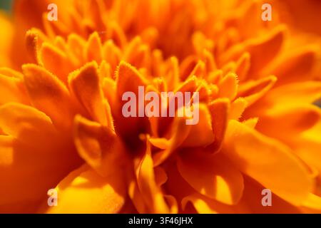 Une photographie macro époustouflante capturant les détails complexes de pétales orange vif. La profondeur de champ peu profonde met en valeur la texture veloutée et guerre Banque D'Images