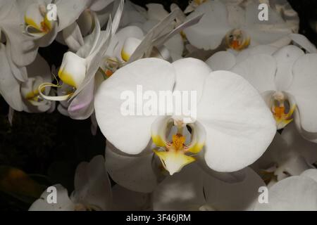 Un superbe cliché macro capturant la beauté délicate des orchidées blanches regroupées. Les pétales mettent en valeur des détails complexes et des dégradés doux, mak Banque D'Images