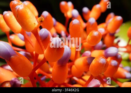 Une photographie macro époustouflante capturant les détails complexes de boutons de fleurs vibrants. La composition présente des dégradés riches en orange vif et en profondeur Banque D'Images