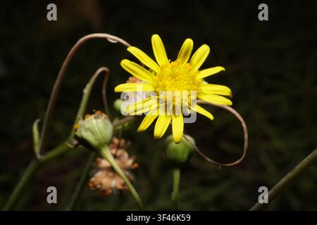 Une photographie macro détaillée capturant les pétales jaunes vibrants d'une seule fleur sauvage. La mise au point met en évidence la structure complexe de la fleur agai Banque D'Images