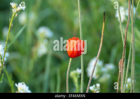 Une fleur de coquelicot rouge vif se détache sur une prairie verte et douce parsemée de fleurs sauvages blanches. Une lumière chaude met en valeur les pétales délicats dans cette Banque D'Images