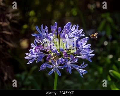 Une bourdon des champs (Bombus ruderatus) se préparant à se poser sur un agapanthe bleu (Agapanthus praecox). Photographié à Ponta do Sol. Ponta do Sol est une ville Banque D'Images