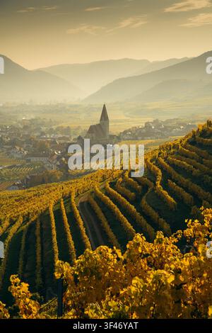 Paysage automnal de la Wachau avec des vignes dorées baignées d’une belle lumière du soir au coucher du soleil, vallée de la Wachau, région de Basse-Autriche, Autriche Banque D'Images
