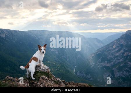 Le petit chien est posé debout avec une vallée de nuages et de montagnes au loin. Son regard rencontre la caméra, entouré d'un paysage accidenté. Banque D'Images