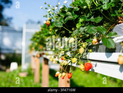 Récolte moderne et efficace de fraises rouges fraîches provenant de lits suspendus dans une serre de haute technologie. Cette culture productive fournit d'abondantes baies pour une agriculture intérieure propre. Banque D'Images