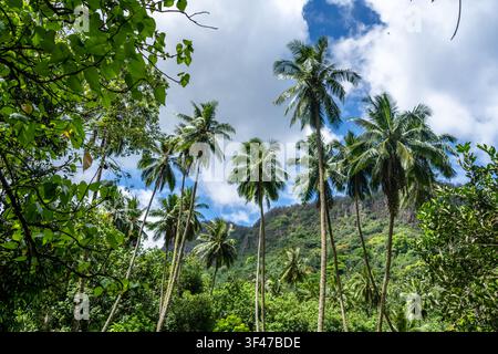 Un chemin de jungle luxuriant à travers la vallée de Hakaui, Nuku Hiva, les îles Marquises, Polynésie française. D'imposantes falaises de basalte et une végétation dense entourent le tra Banque D'Images