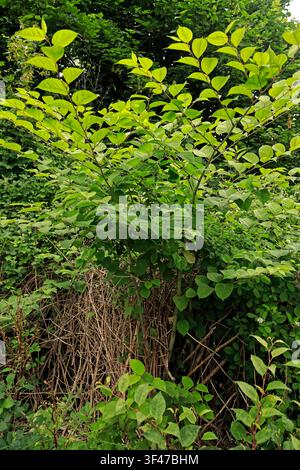 Renou de Japon (Fallopia japonica), Cardiff, Sud du Pays de Galles Banque D'Images