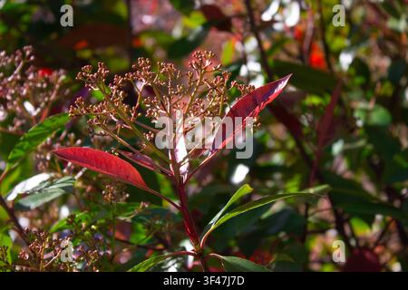 Ce magnifique cliché naturel capture une vue macro rapprochée d'un arbuste à feuillage persistant décoratif Photinia fraseri Red Robin pendant un printemps ensoleillé et lumineux Banque D'Images