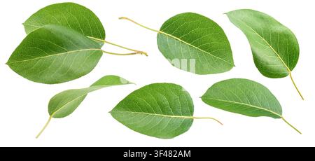 Feuilles de poire fraîches isolées sur fond blanc. Feuilles de poire vertes avec chemin de découpe. Banque D'Images