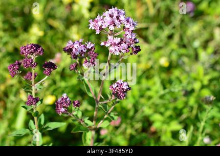 Fleurs d'origan violettes en pleine floraison dans le jardin, vue avant Banque D'Images