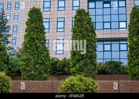 Arbres conifères verts devant un bâtiment moderne aux grandes fenêtres. La scène met en valeur l'aménagement paysager urbain et l'architecture. Banque D'Images