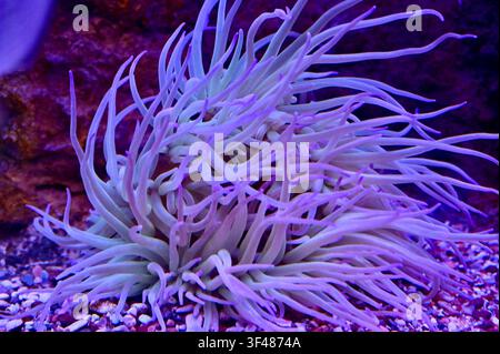 Close-up d'une anémone de mer fluorescente violette vibrante avec des tentacules fluides sur un fond de gravier sous un éclairage actinique bleu dans un aquarium marin. Banque D'Images