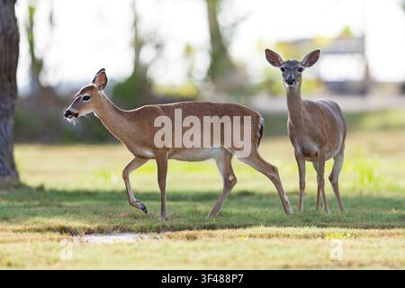 Cerf Ey (Odocoileus virginianus clavium) marchant dans un champ. Banque D'Images