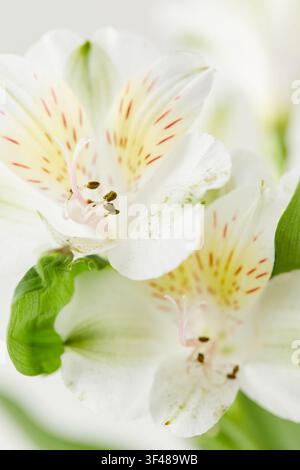 Photo macro haute clé d'une fleur d'alstroemeria blanche aux pétales délicats et aux taches subtiles, arrière-plan en douceur de focus et détails de bourgeon vert frais pour f Banque D'Images