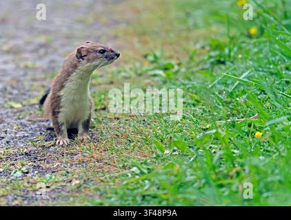 Stoat chassant le long du sentier RSPB Minsmere Suffolk Banque D'Images