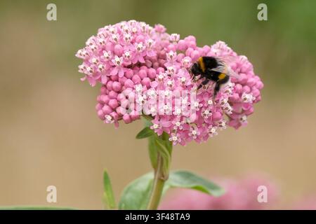 Bourdon à queue touffue posé sur une Asclepias incarnata rose, ou milkweed des marais, ou milkweed rose en fleur. Banque D'Images