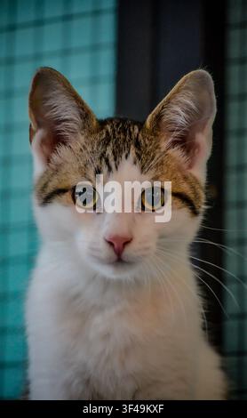 Portrait rapproché d'un chaton domestique tigré et blanc regardant directement l'appareil photo Banque D'Images