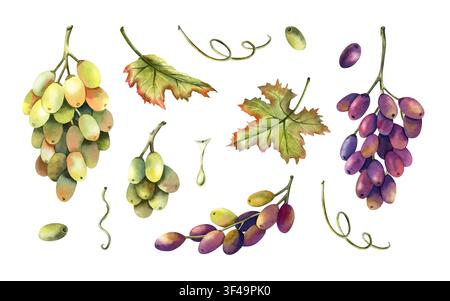 Ensemble botanique aquarellé avec des grappes de raisin vert et rouge, des baies mûres, des feuilles fraîches, des branches de vigne, une goutte de jus. Éléments d'illustration isolés sur Banque D'Images