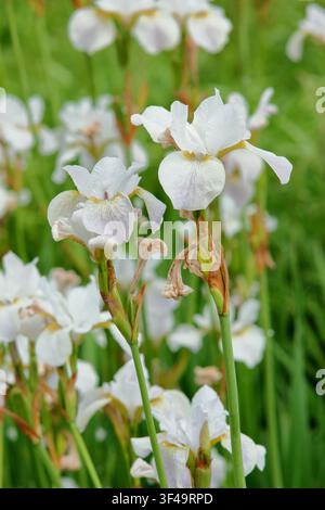 Iris 'Hohe Warte', Iris de Sibérie blanche, iris sibirica, en fleur dans une bordure de jardin à la fin du printemps. UK Banque D'Images