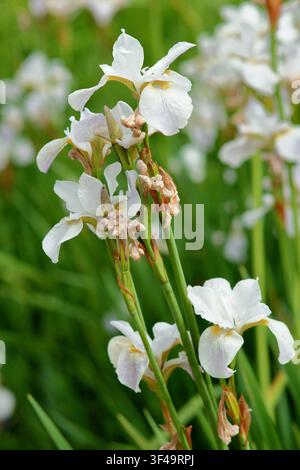 Iris 'Hohe Warte', Iris de Sibérie blanche, iris sibirica, en fleur dans une bordure de jardin à la fin du printemps. UK Banque D'Images