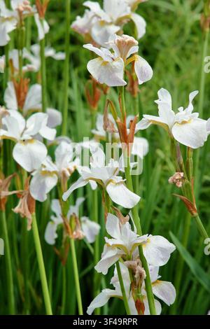 Iris 'Hohe Warte', Iris de Sibérie blanche, iris sibirica, en fleur dans une bordure de jardin à la fin du printemps. UK Banque D'Images