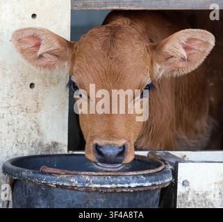 Un veau Brown Swiss récemment séparé de sa mère regarde un nouveau monde avec ces yeux doux et magnifiques emplis d'émerveillement. Banque D'Images