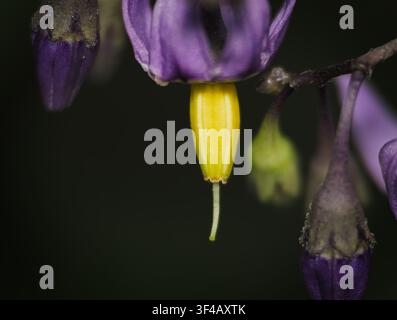 Macro extrême en gros plan des anthères vibrantes violet et jaune d'une fleur de solanum dulcamara sur un fond sombre Banque D'Images