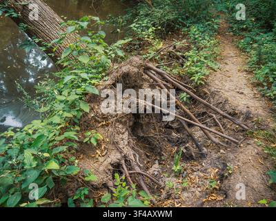 Arbre tombé avec racines et terre exposées le long d'un sentier de randonnée pittoresque à côté d'une rive de rivière dans la nature Banque D'Images