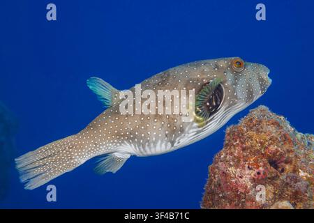 Un poisson-poiret tacheté de blanc, Arothron hispidus, sur un récif corallien au large de l'île de Guam en Micronésie, un territoire américain dans la mer des Philippines. Ce Dist Banque D'Images