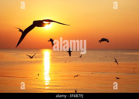 Silhouette conceptuelle de mouettes volant vers un coucher de soleil doré sur la mer représentant la liberté Banque D'Images