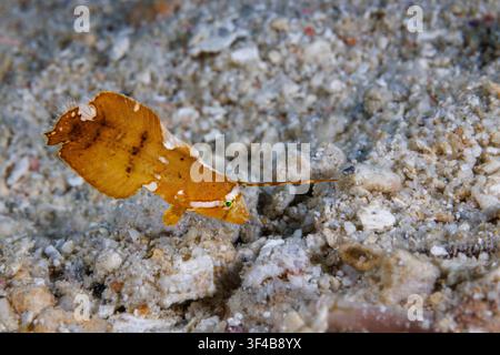 Un jeune poisson-rasoir paon, Iniistius pavo, sur un récif corallien au large de l'île de Guam dans les îles Mariannes, Micronésie, dans la mer des Philippines, wes Banque D'Images