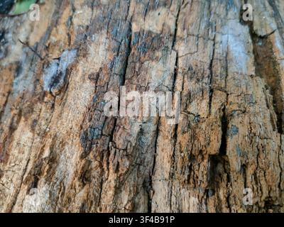 Un gros plan macro montrant la texture rugueuse, craquelée et usée du bois en décomposition. Banque D'Images