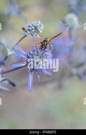 Guêpe récoltant du nectar sur du panais maritime (Eryngium planum). Banque D'Images