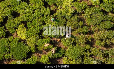 Vue aérienne de la plantation de thé de Bedakah avec des ouvriers récoltant des feuilles de thé dans les champs luxuriants et verdoyants de Kecamatan Kertek, Jawa Tengah, Indonésie. Banque D'Images
