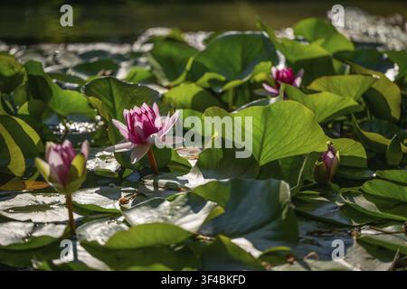 Étang, dit aquarium, avec nénuphars et autres plantes aquatiques, Jardin Botanique ou Orto Botanico, Palerme, Sicile, Italie Banque D'Images