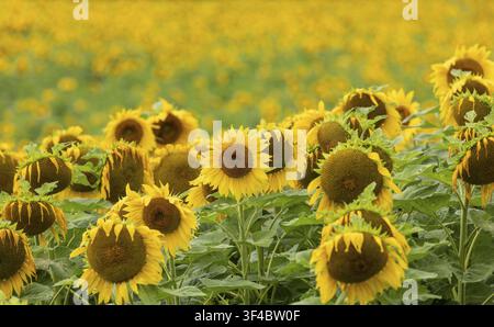 Vue rapprochée horizontale de tournesols (Helianthus annuus) jaunes éclatants en fleur dans un champ avec un fond jaune doux et flou. Hallertau, Bavière Banque D'Images