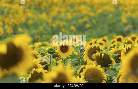 Vue rapprochée horizontale de tournesols (Helianthus annuus) jaunes éclatants en fleur dans un champ avec un fond jaune doux et flou. Hallertau, Bavière Banque D'Images