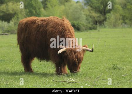 Une vache des Highlands au pelage brun rougeâtre et aux cornes broute paisiblement dans un pré vert, bovins des Highlands (Bos taurus), un taureau dans un pâturage, Baden-Wuert Banque D'Images