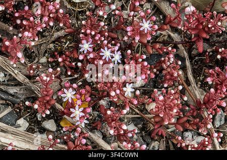 Petites plantes succulentes Sedum affichant des tiges rougeâtres et de délicates fleurs blanches prospérant dans un sol rocailleux au bord de la route, Scicla à Modica, Sicile, Italie Banque D'Images