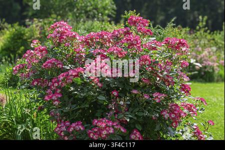 Rose arbustive 'Mozart' (Rosa 'Mozart'), Rhénanie du Nord-Westphalie, Allemagne Banque D'Images