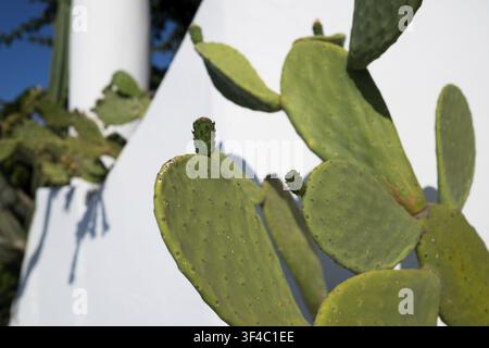Feuilles vertes et charnues, figue de Barbarie (Opuntia) contre un ciel bleu clair, devant un mur blanc, Malfa, Salina, îles Éoliennes ou Lipari, Italie du Sud Banque D'Images