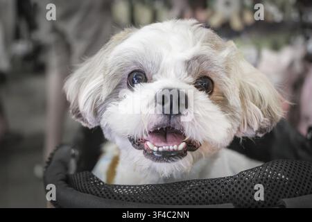Petit chien maltais blanc assis dans une poussette à l'intérieur. Un pelage doux et une expression joyeuse créent un portrait chaleureux d'un petit animal de compagnie dans un ensemble quotidien Banque D'Images