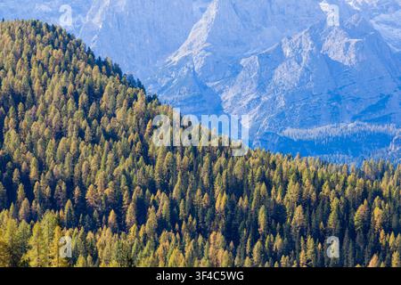 Automne forêt de mélèzes dans les Alpes Banque D'Images