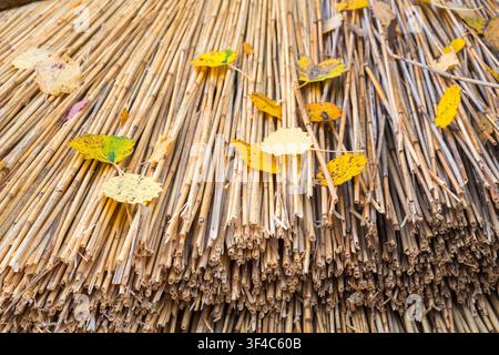 Toit de chaume avec feuilles d'automne Banque D'Images