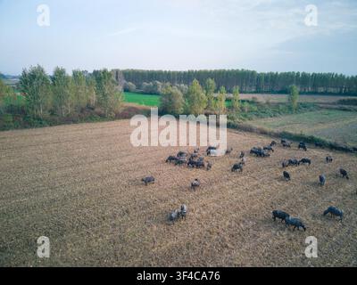 Vue aérienne de buffles d'eau paissant dans un champ près du lac Kerkini à Serres, en Grèce. Banque D'Images