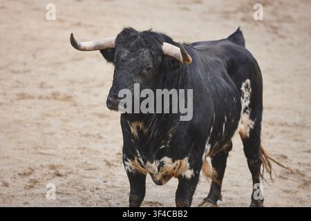 Taureau de combat dans l'arène. Arène de taureau. Toro bravo. Arène de taureau. Espagne Banque D'Images