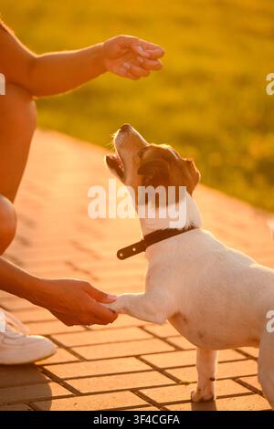 Entraînement d’un Jack Russell Terrier en plein air au coucher du soleil, chien donnant la patte à son propriétaire, soins aux animaux, concept d’amitié, apprentissage de l’obéissance des animaux domestiques, astuces intelligentes pour chiots, portrait de style de vie, dressage animalier Banque D'Images