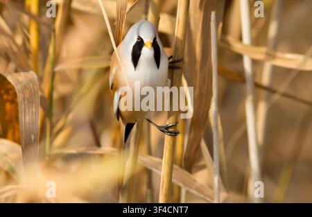 Panurus biarmicus mâle montrant des marques caractéristiques de moustache noir alors qu'il est perché sur des roseaux secs dans les zones humides sauvages Banque D'Images